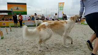 12.06.2021 CACIB Мемориал Мазовера, русская псовая борзая / Borzoi, Mazover Memorial, Russia Moscow