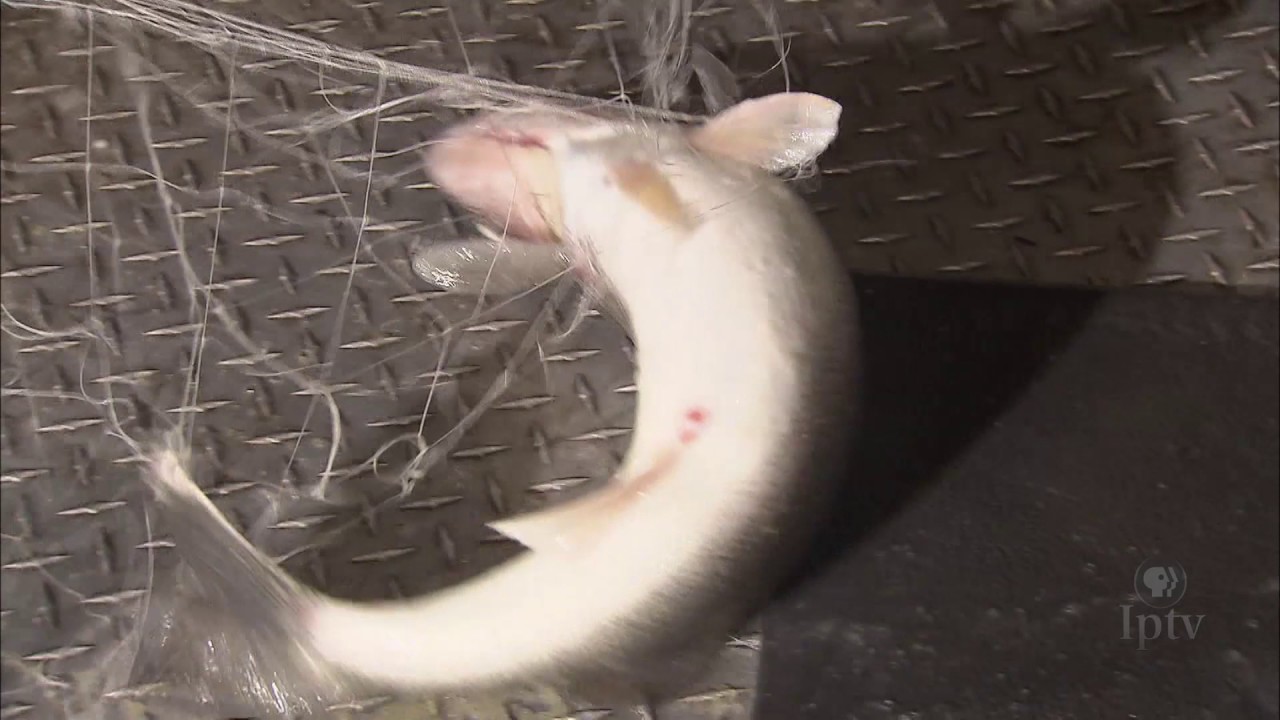 Spirit Lake Fish Hatchery YouTube