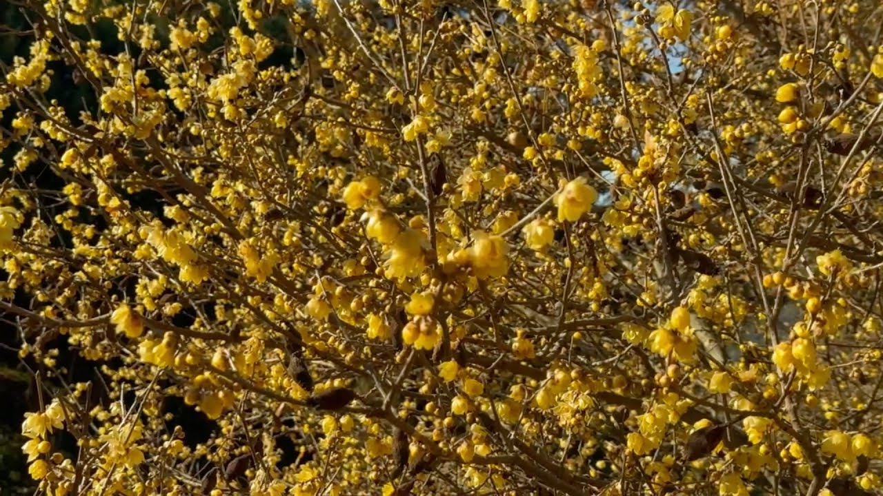 2026/01/07　蝋梅五分咲き　犬寄峠の黄色い丘　その３　〜愛媛県伊予市〜