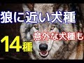 【必見！最後に衝撃の画像が】意外！ オオカミに近い犬種 14種【衝撃】
