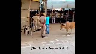 Kankrej Cow Enter In Dwarka Temple Video Mago 20 Aape 30 Maro Dwarkadhish