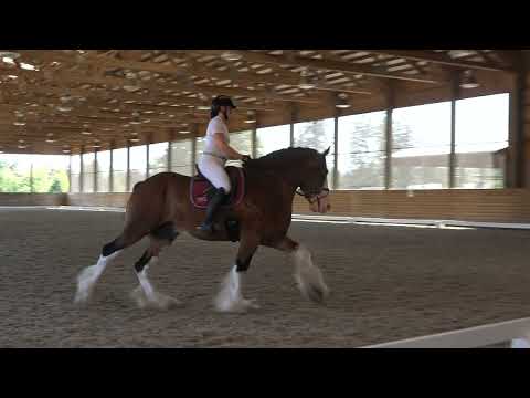 Towerview Theo | Dressage Clydesdale | First Level Test 3 - 67%