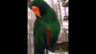Talking Eclectus Parrot