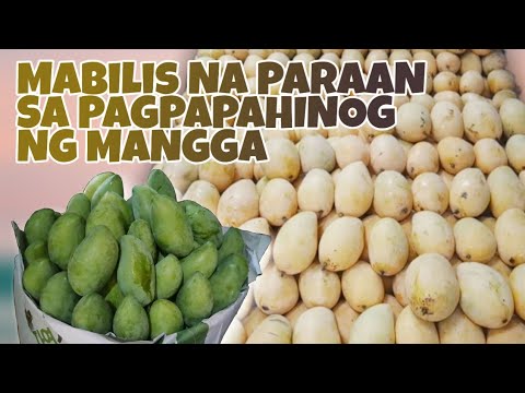 Video: Paano Simulan Ang Server Ng Mangga