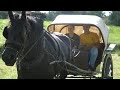 Driving draft horse Gloria with the single line in a splendid environment