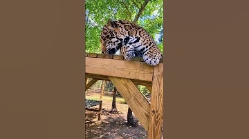 What Happens When BIG CATS Try Catnip for the First Time?