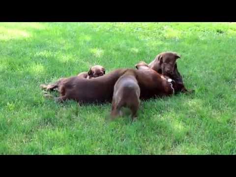 borador puppies for sale borador puppy tricks 18 weeks funnydog tv borador puppies for sale borador puppy tricks 18 weeks funnydog tv