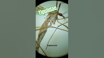 observation au stereo-microscope d