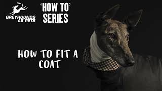GAPNSW How To Series - Fitting A Coat by Greyhounds As Pets 90 views 7 months ago 1 minute, 3 seconds