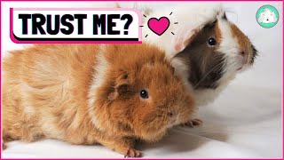 How To Make Your Guinea Pigs Trust You: 5 Best Bonding and Taming Tips