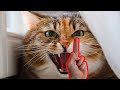 Cat Really Hates Middle Finger Angry Reaction  - Compilation NEW