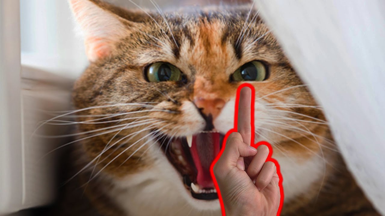 Cat With Middle Finger Meme
