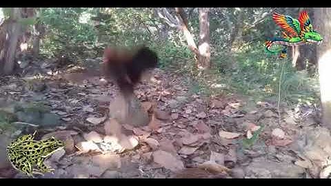 Yos hav zoov cuab qaib qus tua tsiaj 2017