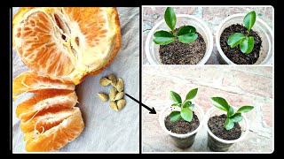 How to grow Orange from seeds at home #orange  #seed #plant