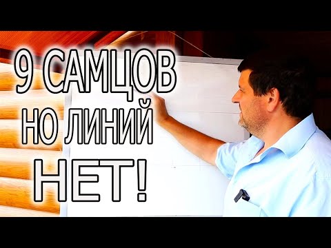 ЛИНИЯ В КРОЛИКОВОДСТВЕ! КАК РАБОТАЮ Я.