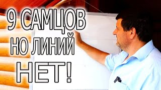 ЛИНИЯ В КРОЛИКОВОДСТВЕ! КАК РАБОТАЮ Я.