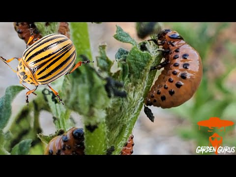 וִידֵאוֹ: חיפושית תפוחי אדמה קולורדו: זחלים. נלחם בחיפושיות קולורדו