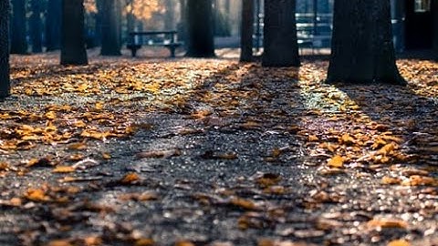 المصحف المعلم مشارى راشد ترديد اطفال جزء عم سورةالفلق