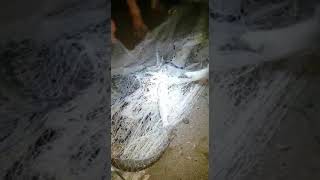 Balık Böyle Tutulur...