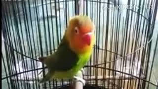 TERNYATA LOVEBIRD PAUD BRANI DI TREK