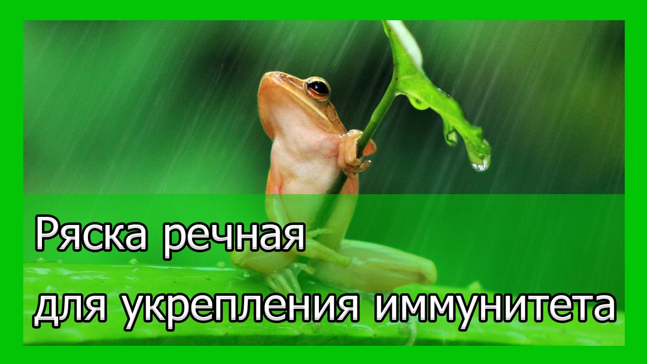 Ряска речная для укрепления иммунитета