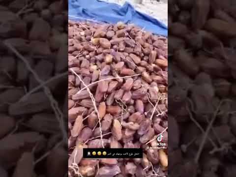 مع شيبان الديره شيبان شايب مزرعة نخيل