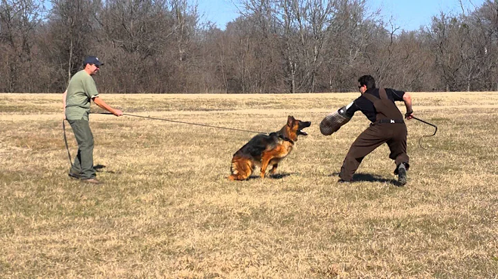 Fonzie vom Nobleheim - Von der Otto German Shepherds