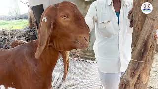 goat treatment