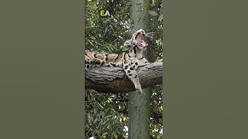 SUNDA CLOUDED LEOPARD (NEOFELIS DIARDI) #shortsvideo #shorts #animals #wildlife #nature #leopard