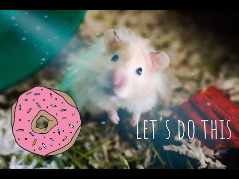 funny-hamster-running:-trying-to-lose-weight