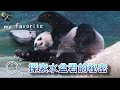 20221023 從小玩水盆君到大的圓仔，玩完後累累趕緊來補眠 The Giant Panda Yuan Zai