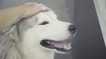 Đưa chó mèo đi spa, cắt tỉa lông chuyên nghiệp tại Hà Nội