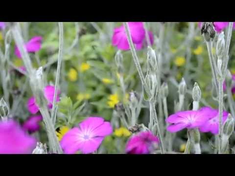 ვიდეო: გაიცანი Meadow Flowers