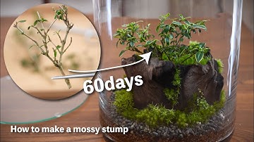 剪定した枝を挿し木する方法【切り株のテラリウムを作る】 #186