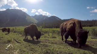 Freeroaming bison coming soon  Banff National Park