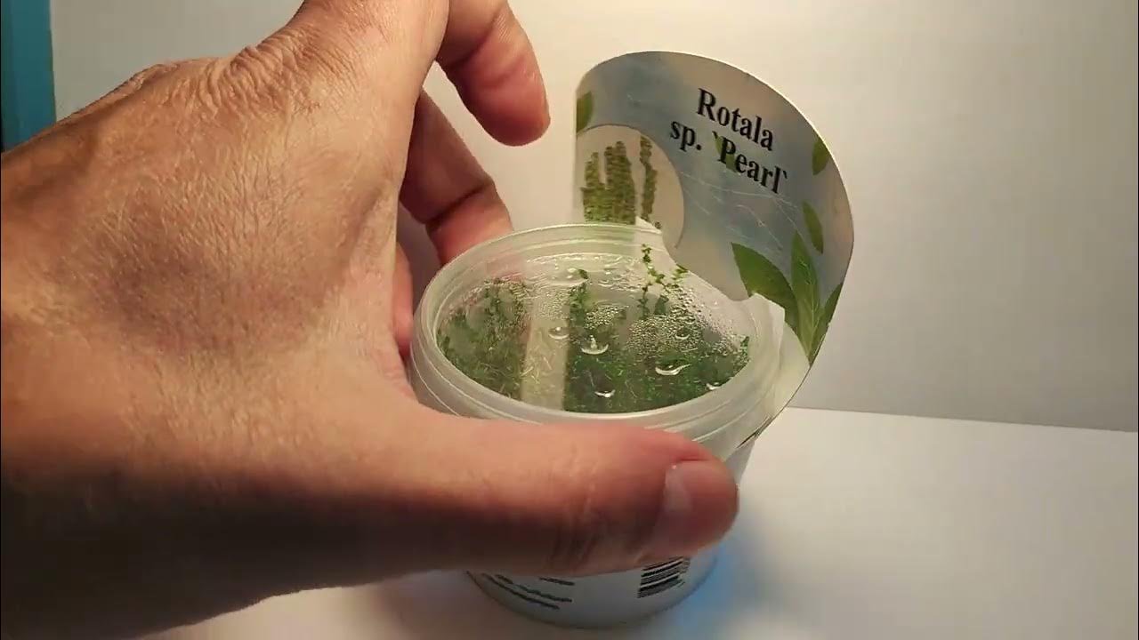 Живое аквариумное растение Ротала Жемчужная меристемное - YouTube