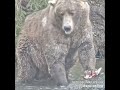 Katmai Brown Bear 480 Otis vs the Magpie - Explore.org