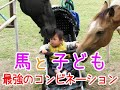 人懐っこい馬たちに遊ばれる子ども　gentle horses and my son