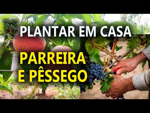 Vídeo: Afinando um Pessegueiro: Como Afinar Pêssegos