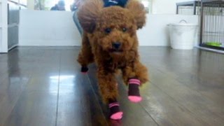 ルイくんとワンコ用靴下★犬のようちえん高槻教室