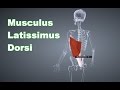 M. Latissimus Dorsi Breiter Rückenmuskel: Ansatz, Ursprung, Funktion, Dehnungsübung B-Lizenz Prüfung