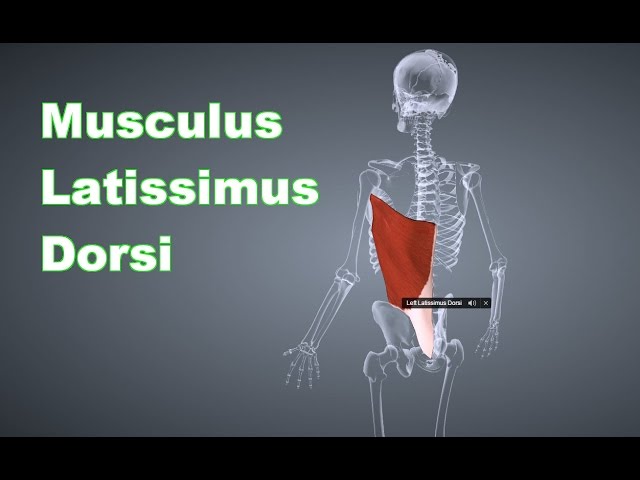 M. Latissimus Dorsi Breiter Rückenmuskel: Ansatz, Ursprung, Funktion, Dehnungsübung B-Lizenz Prüfung