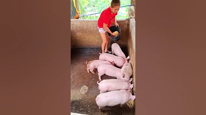 village pigs feeding #hogs #pig #hogger #pigbreeding #animals #pigfarming #farming