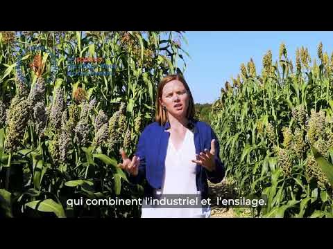 Sorgho ou maïs : une complémentarité gagnante