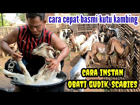 CARA CEPAT OBATI KUTU DAN SCABIES