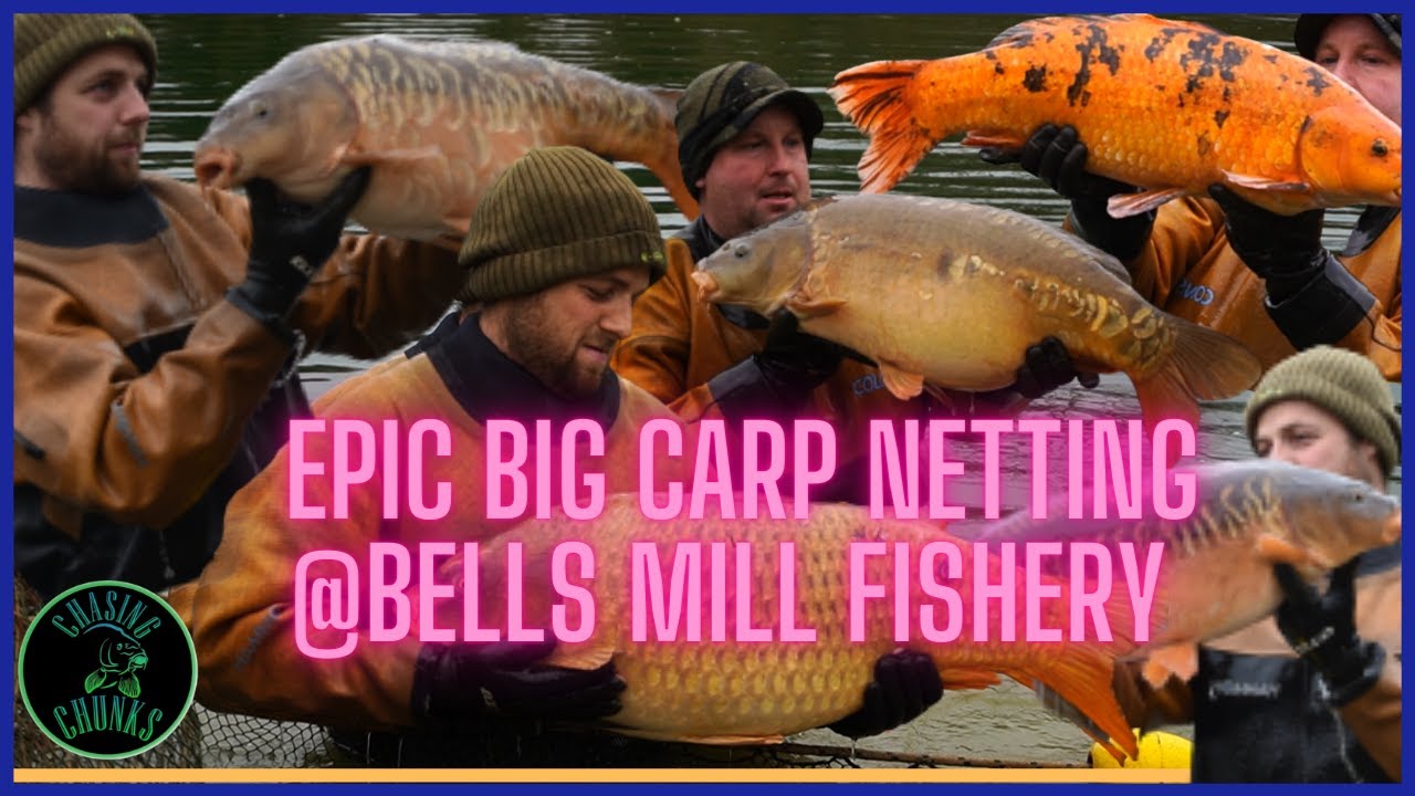 Bells Mill Fishery Amazing Big Carp Day ticket Lake Netting With Common  Carp and Mirror Carp 