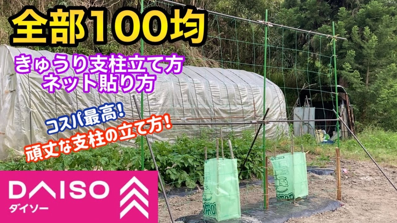 きゅうり 1 の野菜作り 全部100均 1人で簡単に頑丈な支柱立て きゅうりネット 園芸ネット 貼り方について詳しく説明 Cucumber Cultivation Youtube