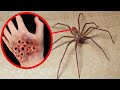 12 Most Deadliest Spiders in the World