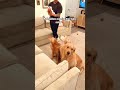 Funny stories about babies and dogs ❤️🥰 #pet #cat #dog #cute #animals #foryou