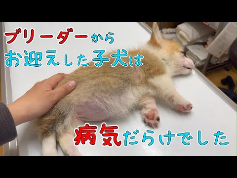 【ブリーダーから子犬お迎え】その子犬は病気だらけでした